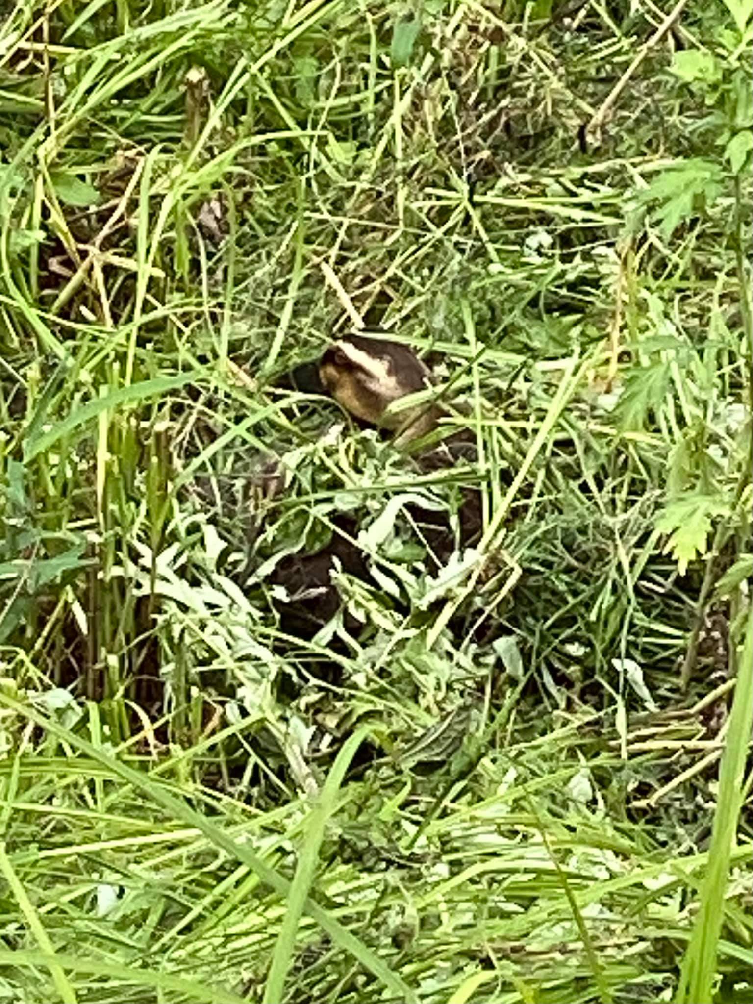 田んぼの畔で抱卵中のカルガモ