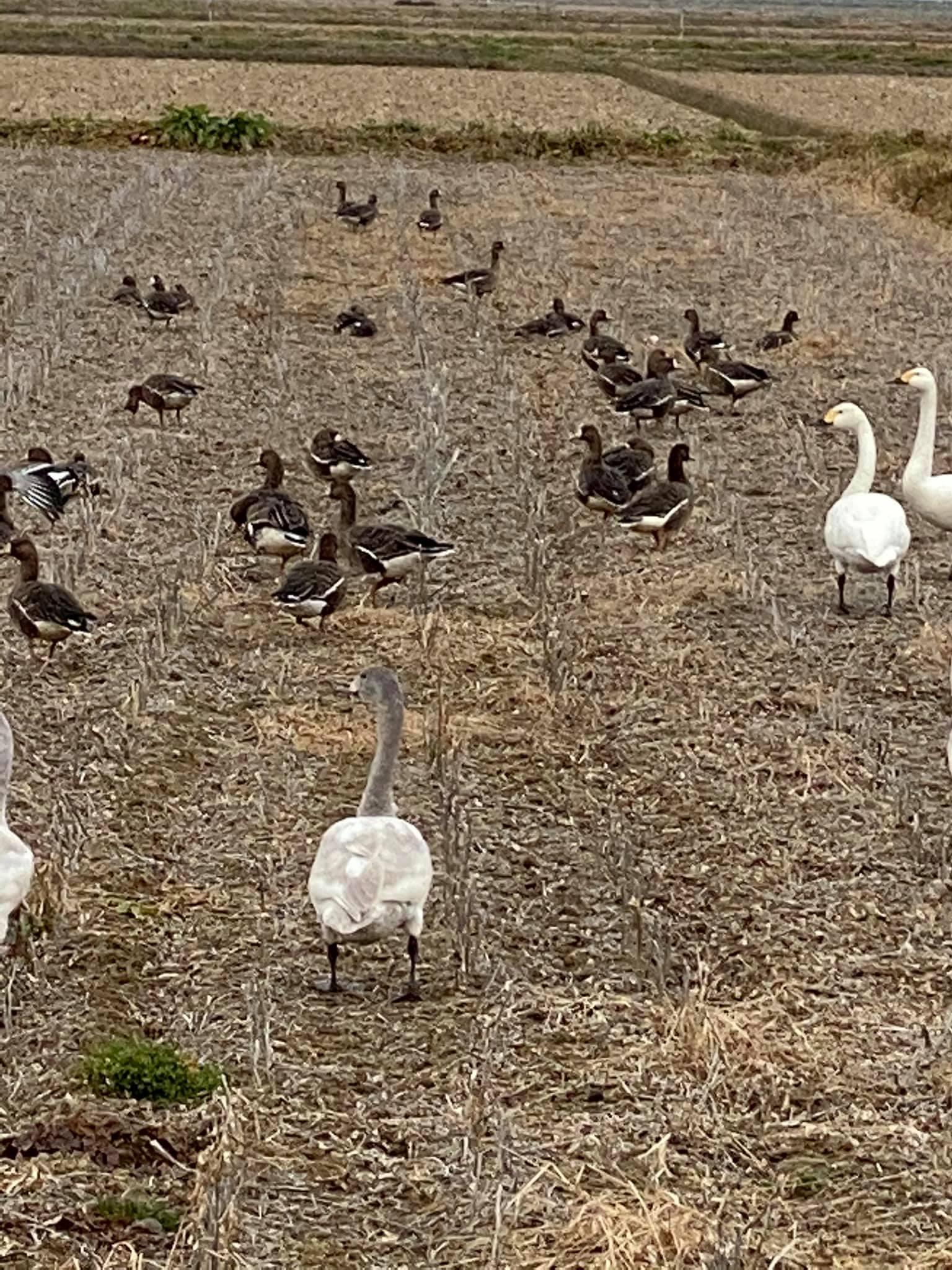 ふゆみずたんぼに集まったマガンの群れ