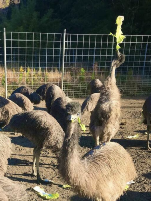 離農で増加した耕作放棄地の有効活用と、鳥獣被害防止のために飼い始められたエミュー